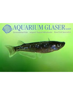 ORYZIAS LATIPES BLACK