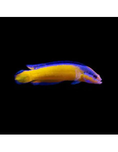 PSEUDOCHROMIS ALDABRAENSIS