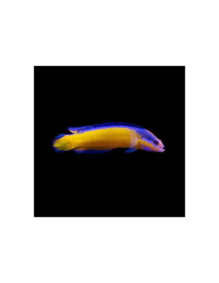 PSEUDOCHROMIS ALDABRAENSIS