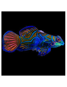 SYNCHIROPUS SPLENDIDUS VAR. BLEUE