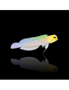 OPISTOGNATHUS AURIFRONS