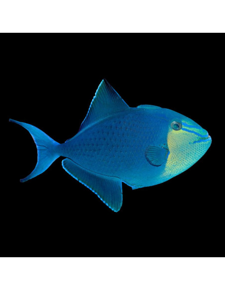 ODONUS NIGER