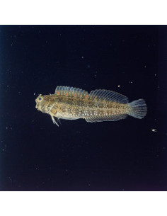 SALARIAS GUTTATUS