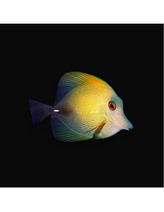 ZEBRASOMA SCOPAS M