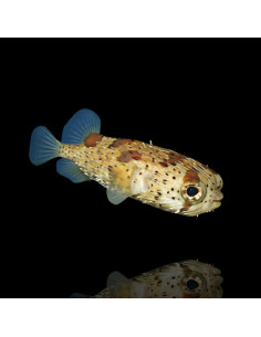 DIODON HOLOCANTHUS