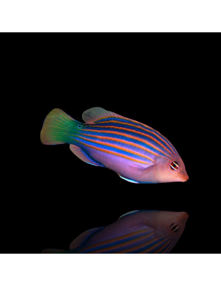 PSEUDOCHEILINUS HEXATAENIA M