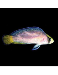 PSEUDOCHROMIS SPLENDENS