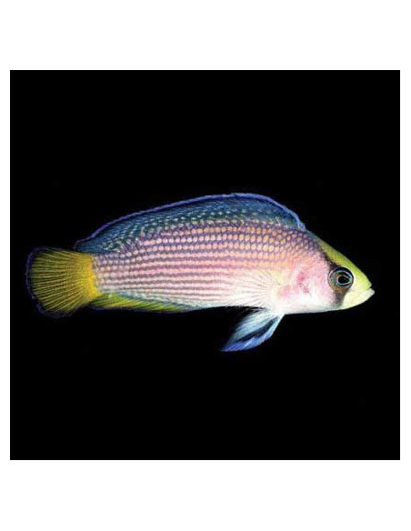 PSEUDOCHROMIS SPLENDENS