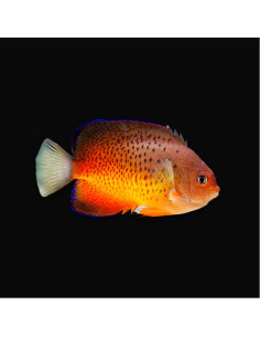 CENTROPYGE FERRUGATA