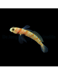 AMBLYELEOTRIS GUTTATA