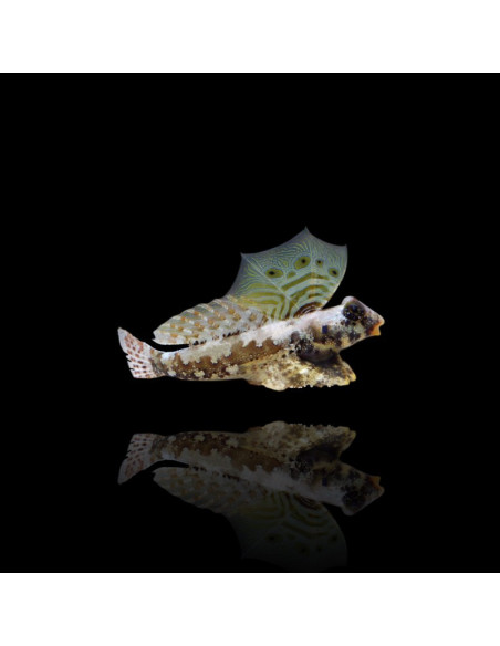 SYNCHIROPUS OCELLATUS