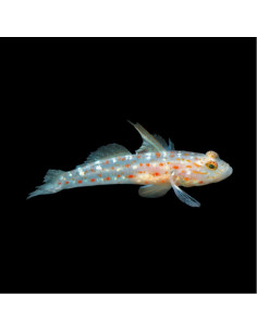 CTENOGOBIOPS TANGAROAI