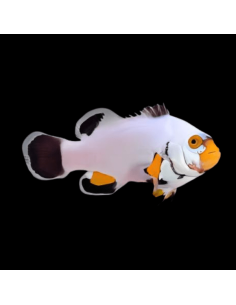 AMPHIPRION PERCULA PLATINUM