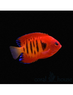 CENTROPYGE LORICULUS