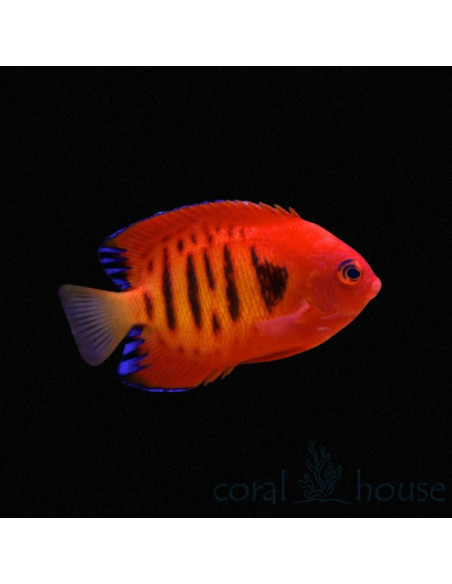 CENTROPYGE LORICULUS