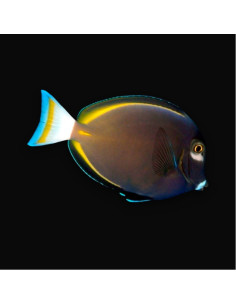 ACANTHURUS NIGRICANS