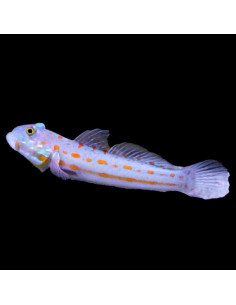 VALENCIENNEA PUELLARIS