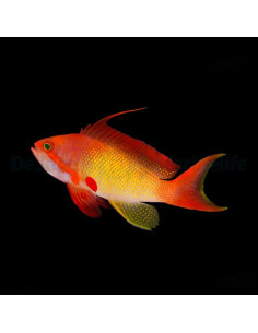 PSEUDANTHIAS SQUAMPINNIS MALE