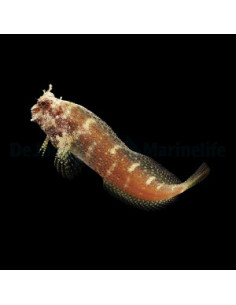SALARIAS RAMOSUS