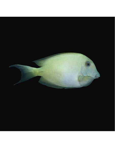 CTENOCHAETUS STRIATUS