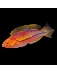 CIRRHILABRUS RUBRIPINNIS