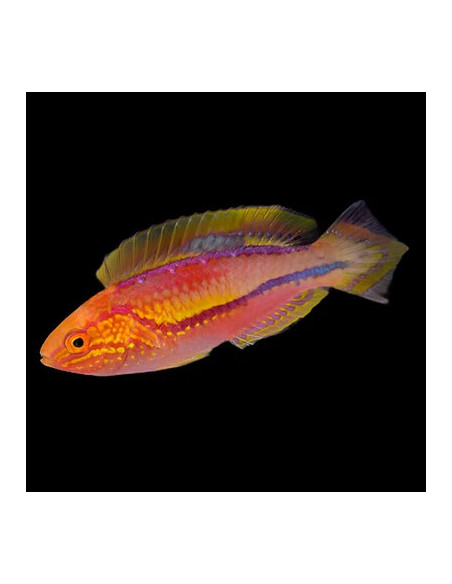 CIRRHILABRUS RUBRIPINNIS