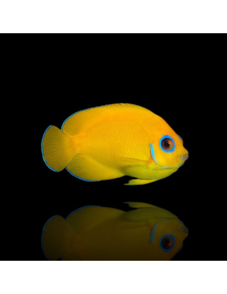 CENTROPYGE FLAVISSIMA