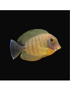 ACANTHURUS TRISTIS
