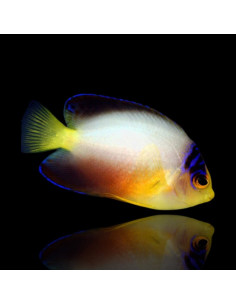CENTROPYGE MULTICOLOR