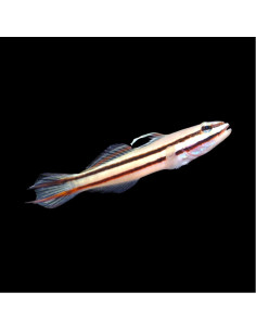 VALENCIENNA HELSDINGENII