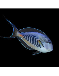 ACANTHURUS SOHAL
