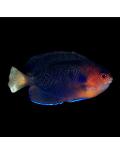 CENTROPYGE FLAVICAUDA