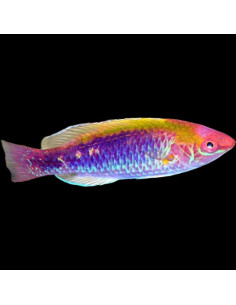 CIRRHILABRUS LUBBOCKI MALE