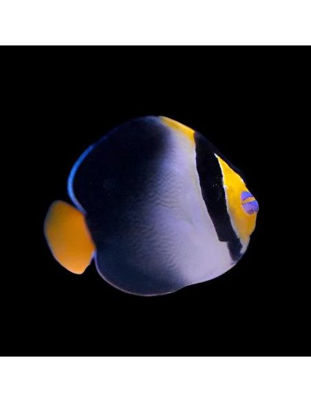 CHAETODONTOPLUS MESOLEUCUS