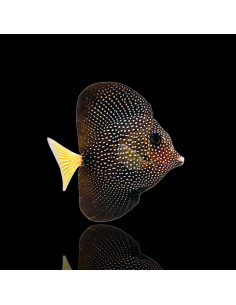 ZEBRASOMA GEMMATUM