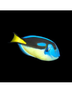 PARACANTHURUS HEPATUS ventre jaune