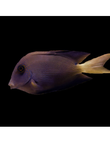 CTENOCHAETUS FLAVICAUDA L