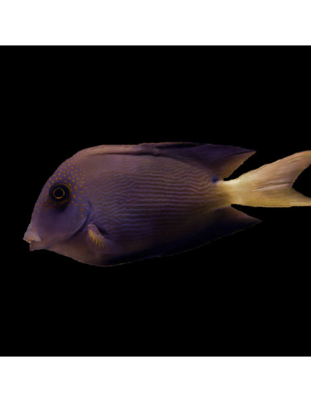 CTENOCHAETUS FLAVICAUDA L