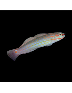 AMBLYGOBIUS DECUSSATUS