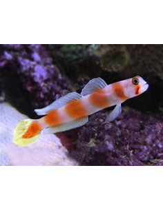 AMBLYELEOTRIS AURORA