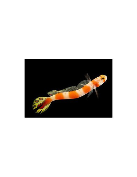 AMBLYELEOTRIS AURORA