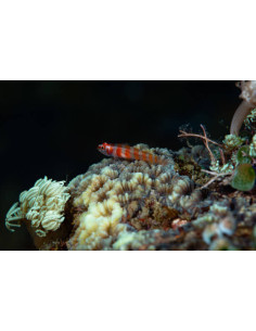 TRIMMA CANA