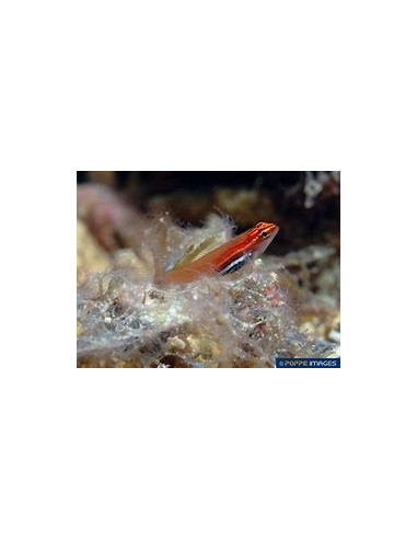 EVIOTA PELLUCIDA