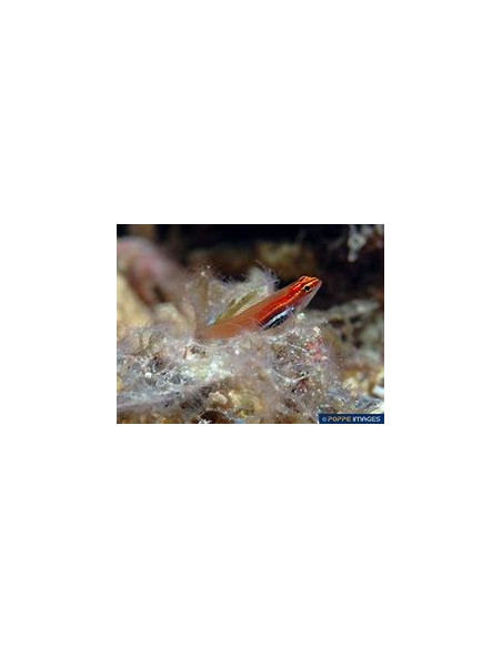 EVIOTA PELLUCIDA