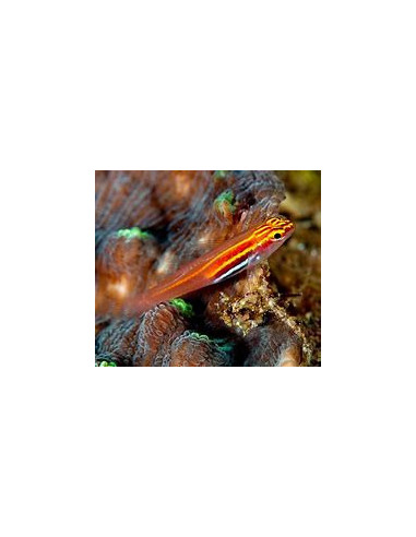 EVIOTA PELLUCIDA