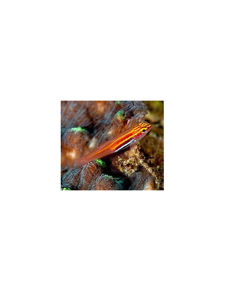 EVIOTA PELLUCIDA