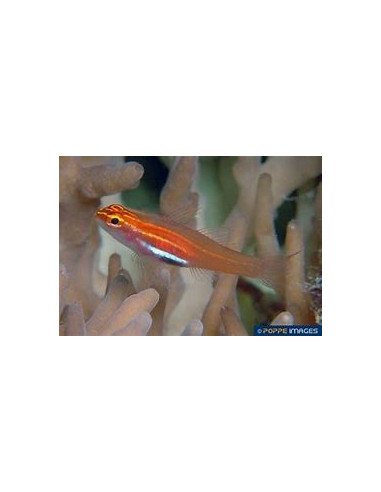 EVIOTA PELLUCIDA