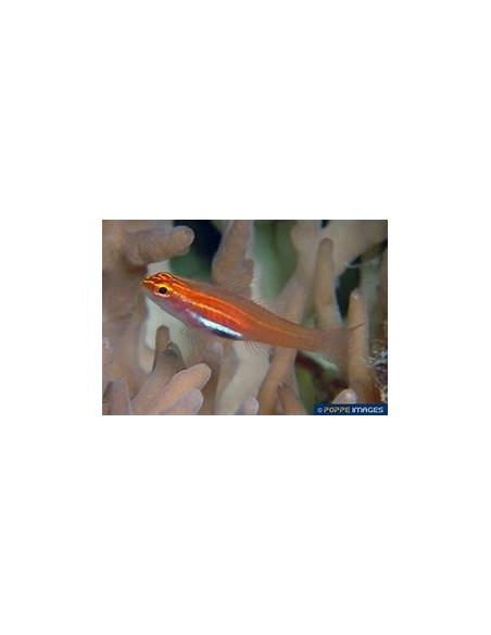 EVIOTA PELLUCIDA