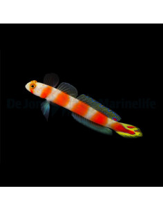 AMBLYELEOTRIS AURORA