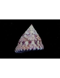 TROCHUS MACULATUS XL